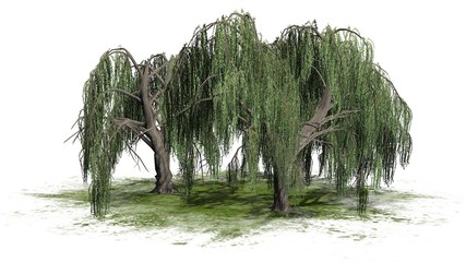 group weeping willow - isolated on white background © sabida