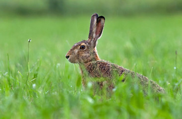 Brown hare