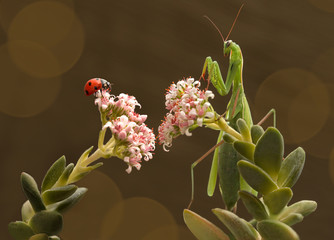 mantis and ladybug live next door