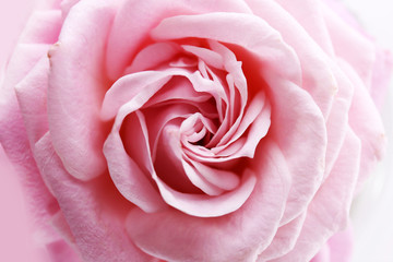 Beautiful fresh rose, closeup
