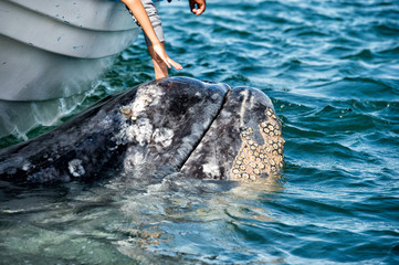 Naklejka premium grey whale approaching a boat