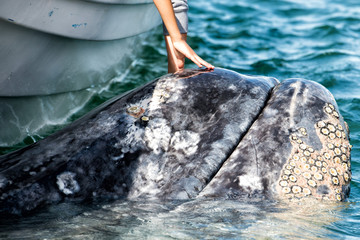 grey whale approaching a boat © Andrea Izzotti