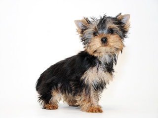 Yorkshire Terrier Puppy