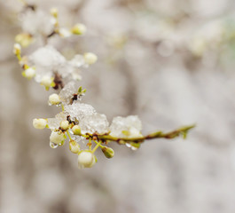 Snow on beautiful blossom