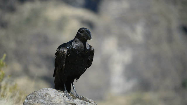 Thick-billed Raven (Corvus crassirostris) adult, Simien nation