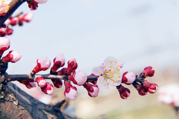 Cherry Blossom with Soft focus, Sakura season Background