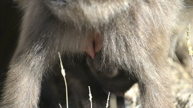 Gelada baboon in the Simien Mountains National Park, Ethiopia