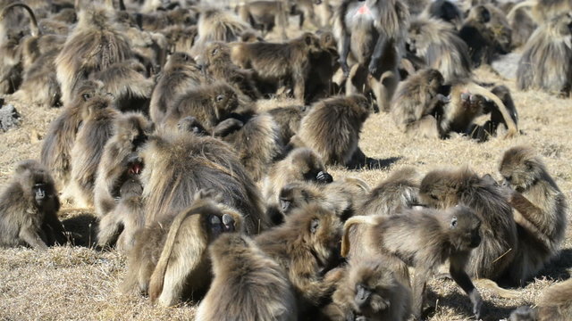 Gelada baboon in the Simien Mountains National Park, Ethiopia