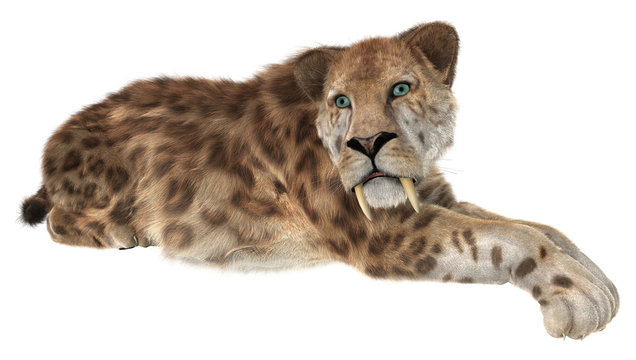 Big Cat Smilodon
