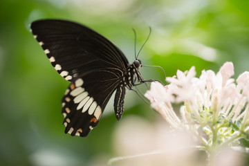 Obraz na płótnie Canvas Tropic butterfly