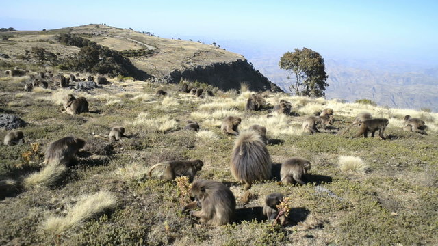 Gelada baboon in the Simien Mountains National Park, Ethiopia