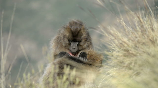 Gelada baboon in the Simien Mountains National Park, Ethiopia