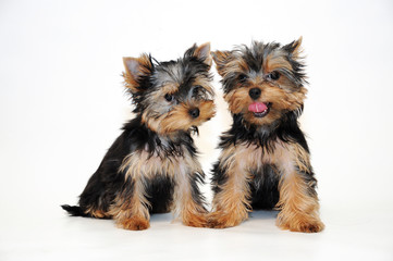 Two puppies Yorkshire terrier