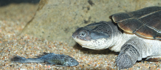Fototapeta premium Tortue, pelomedusa subrufa