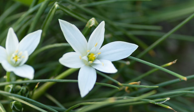 Dame de onze heures, ornithogalum umbellatum