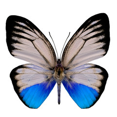 Beautiful Blue Fancy butterfly on white background (Orange Gull)