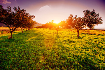 Tree shadow with sunset