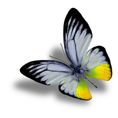Fototapeta na wymiar Beautiful Flying Yellow Butterfly (Orange Gull in fancy color) w