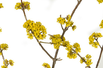 Cornus mas