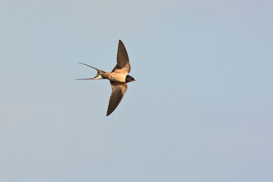 rondine (Hirundo rustica) in volo