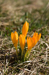 Crocus flavus