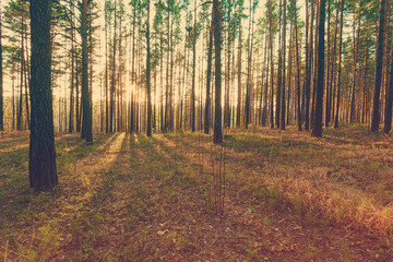 Obraz premium sunset in the woods, instagram retro style