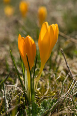 Crocus flavus
