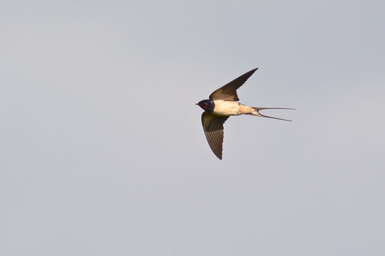 rondine (Hirundo rustica) in volo