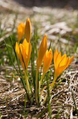 Crocus flavus