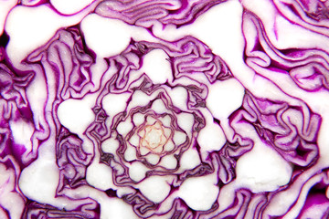 Obraz premium The fruit of red cabbage cut knife