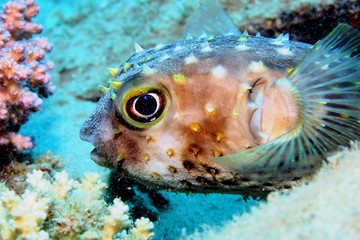 Kugelfisch © plataximages