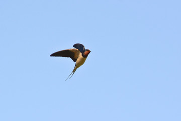 rondine (Hirundo rustica) in volo