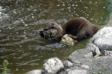 Otter washing