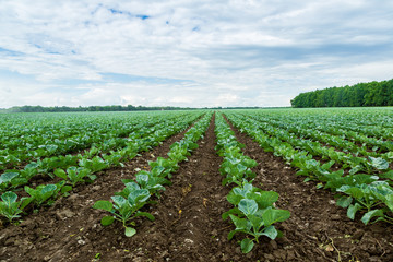 Fototapeta na wymiar Cabbage field