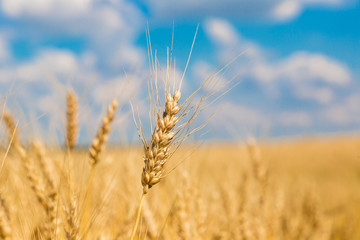 A wheat field, fresh crop of wheat
