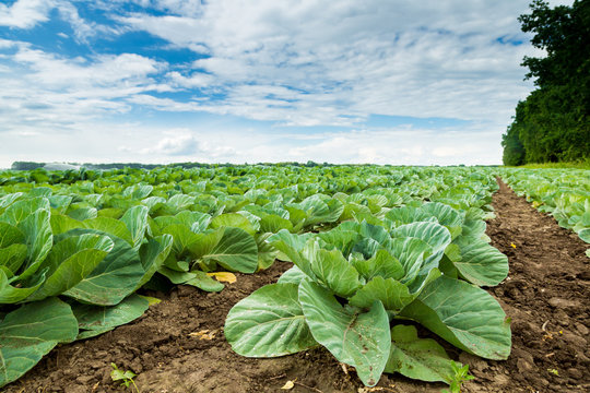 Cabbage field
