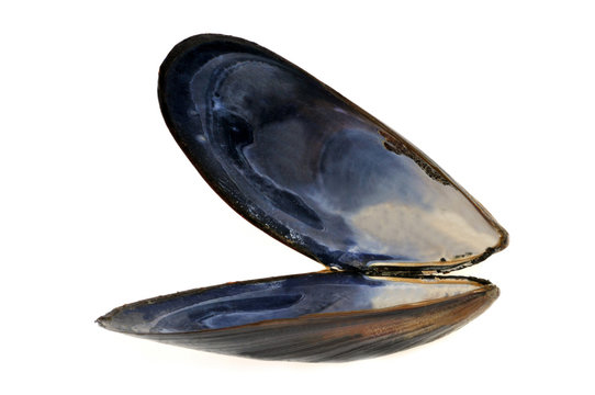 Coquille de moule ouverte et vide