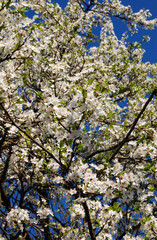 flower tree