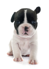 puppy french bulldog