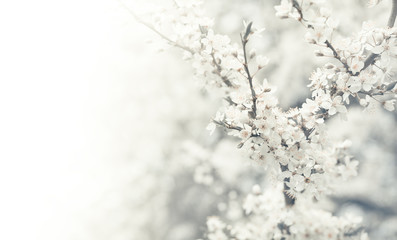 Cherry tree flower in spring