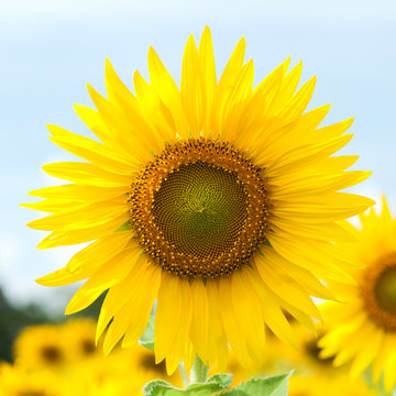 Close-up sun flower