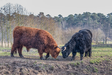 Fighting black and brown scottisch highlander bull and cow