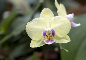 Fototapeta na wymiar Орхидея желтый фаленопсис