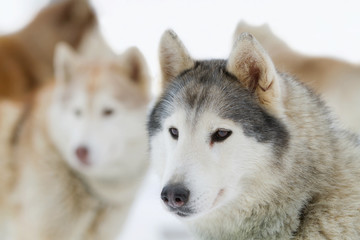 portrait Young siberian Husky on snow