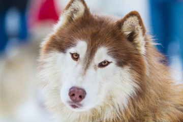 Alaskan Malamute on Snow