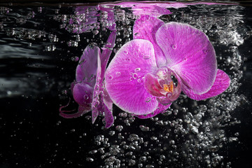 Orchidée tropicale rose sous l& 39 eau
