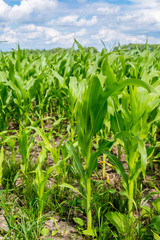 Fototapeta premium Green corn field