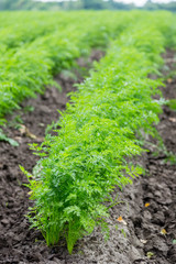 Carrots growing on a field in summer