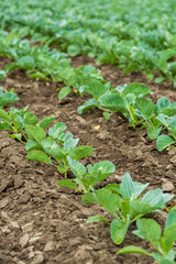 Cabbage field