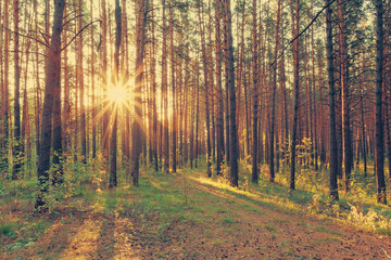 Fototapeta premium sunset in the woods, instagram retro style